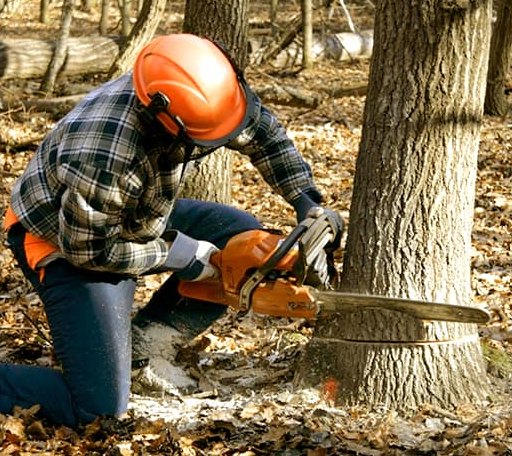 Tree Removal in Houghton, NY